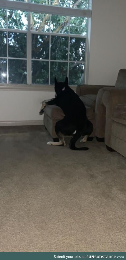 This is how he sat in his favorite spot when he came home from the vet high as a kite