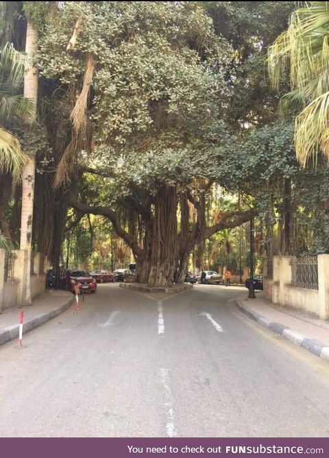 Beautiful tree in Cairo, Egypt