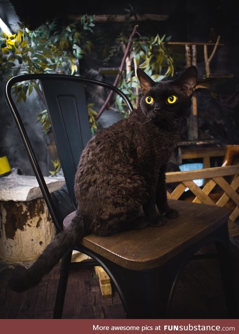 Cute curly cat in cat Cafe