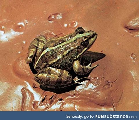 Froggo Fren #119 - Marsh Frog