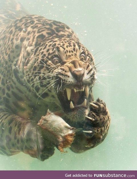 Jaguar dives to catch food; By photographer Herbert van der Beek