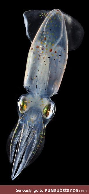 Fishy Fun Day #58: Glass Squid @nelson