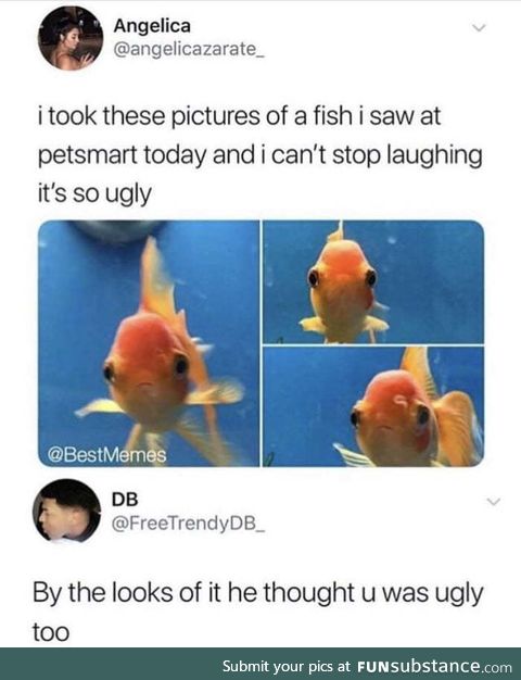 Fishy Fun Day #58: Meme Edition