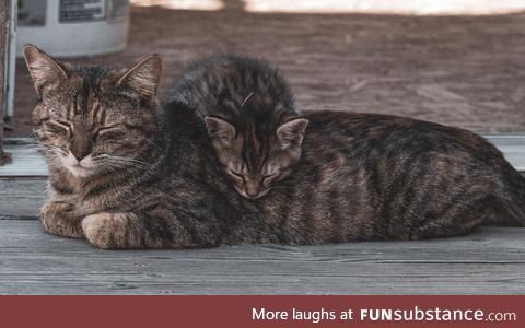 Mama cat and Kitten taking a nap