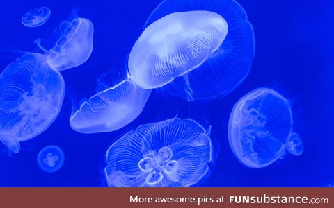 Fishy Fun Day #59: Moon Jellyfish