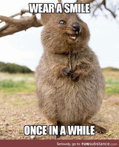 A happy Quokka with a wise life lesson