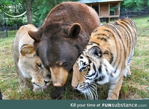 The BLT- a bear, a lion and a tiger that were rescued from the basement of a drug dealers
