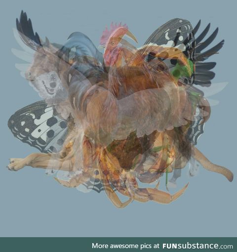 What is the first animal you see? [Personality thing for the truly bored - see comments]