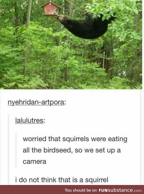 What kind of squirrel is this?