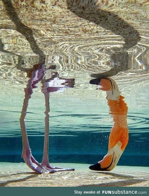 Flamingo with its head underwater