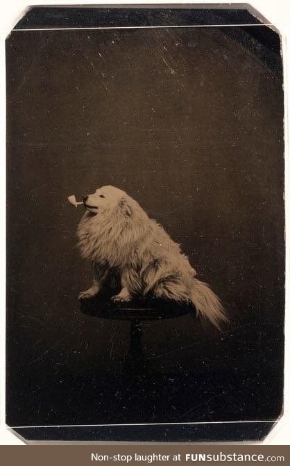 $DOGE life, circa 1875