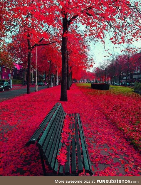 Autumn in Amsterdam ????