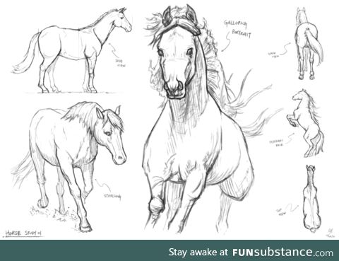 Horses Study Sketches