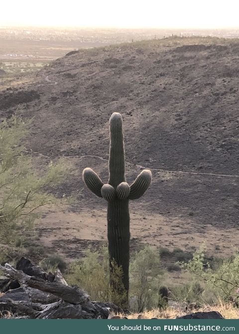 Cacti gone wild