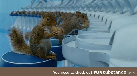Charlie and the Chocolate Factory had 40 squirrels trained to crack nuts