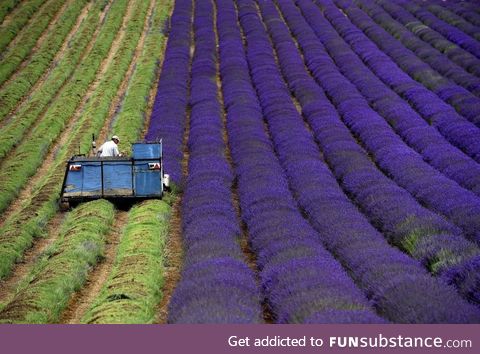 Harvesting lavender seems like a pretty great job