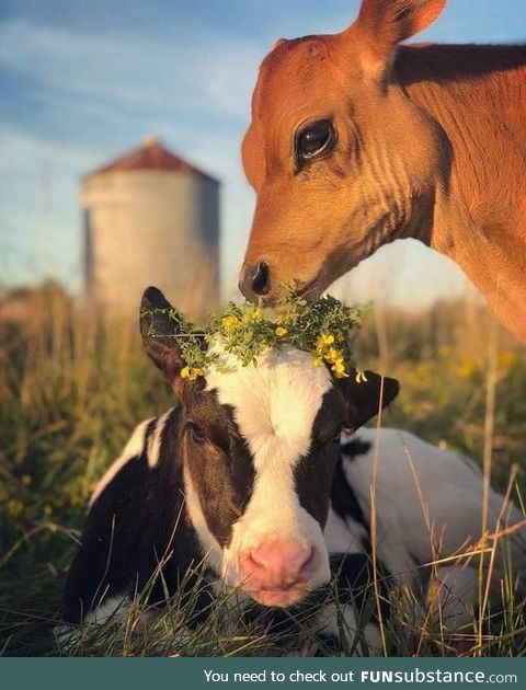 Calves being cute