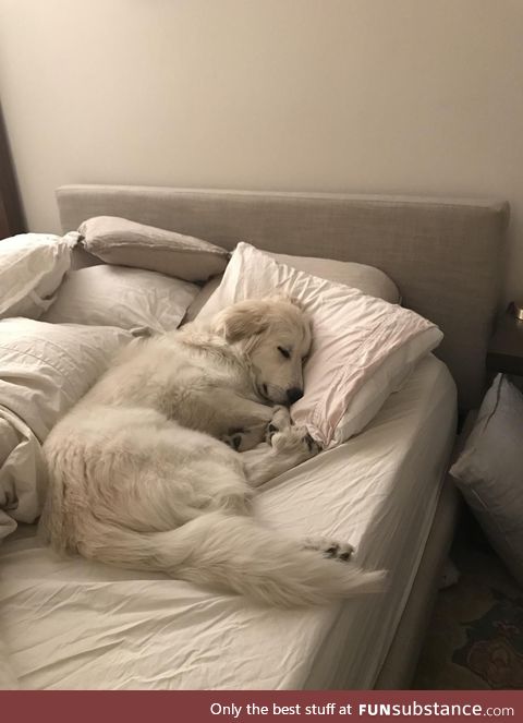 Forget bed bugs, I have a bed hog problem