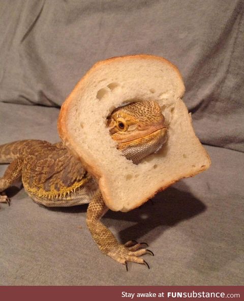 Check out this breaded dragon