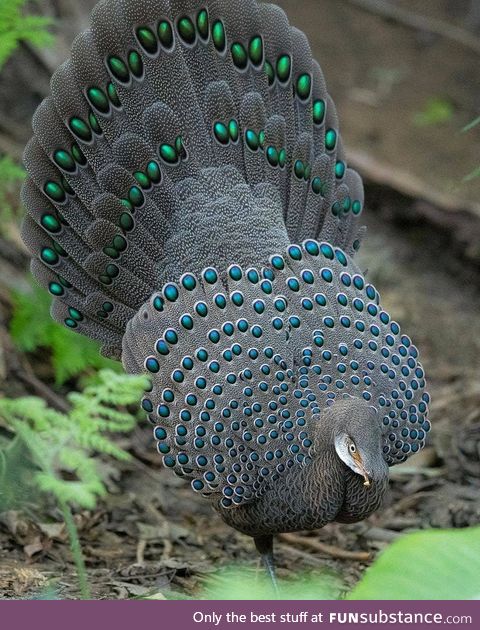 The Grey peacock-pheasant 0.0