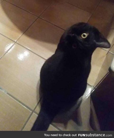 This picture of a crow is interesting because it’s actually a cat