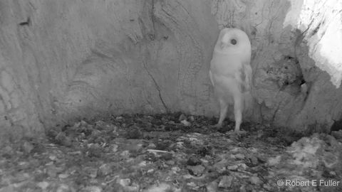 Oh no! We must protect barn owl baby at all costs!