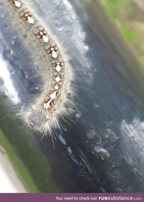 This caterpillar is wearing an ugly Christmas sweater with little penguins on it