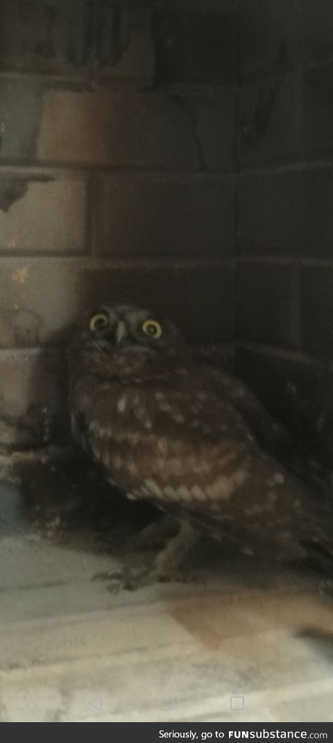 Lets make this owl a meme