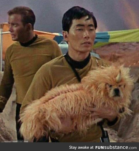 Let's not forget this doggo once passed off as an alien lol. Happy International dog's