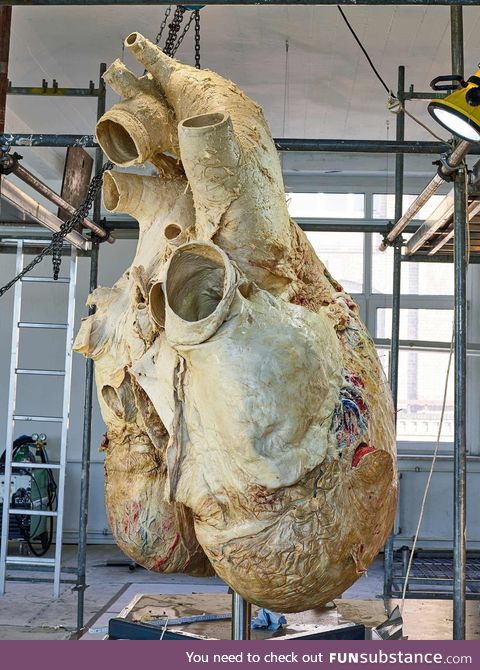 A 200 kg heavy blue whale heart