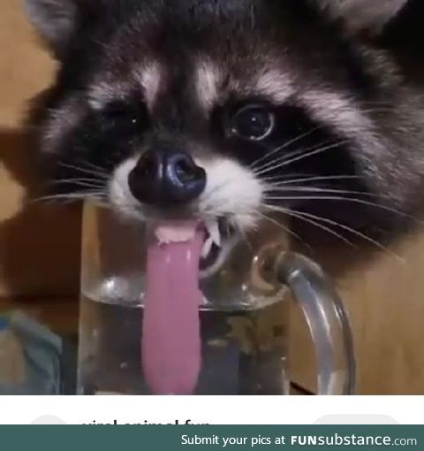 a raccoon with long tongue and tiny teeth drinking water