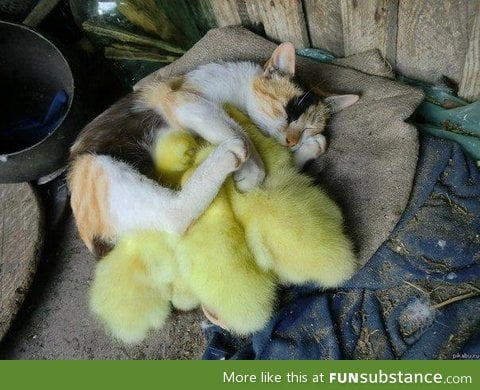 She is very protective of her ducklings