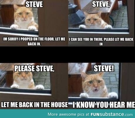 And that's when steve bought a dog