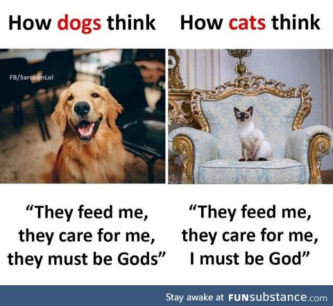 Dogs and cats