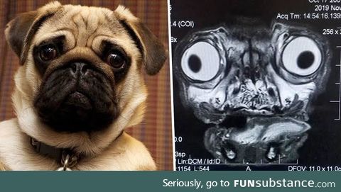 If you give a pug an MRI