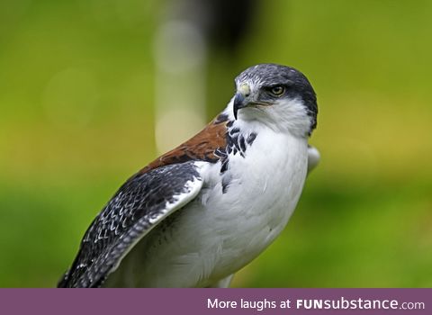 Ridiculously photogenic falcon