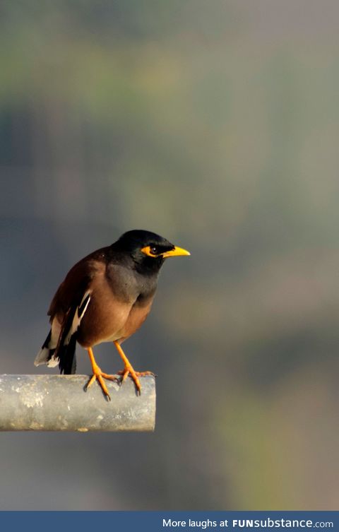 The common myna or Indian myna