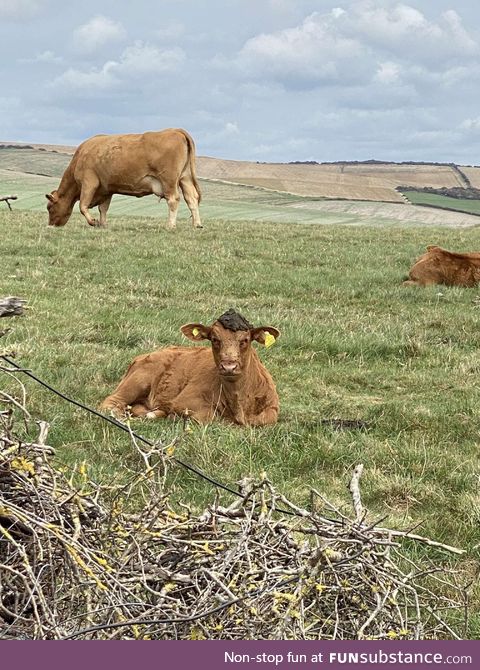 A cow took a shit on another cows head , enjoy