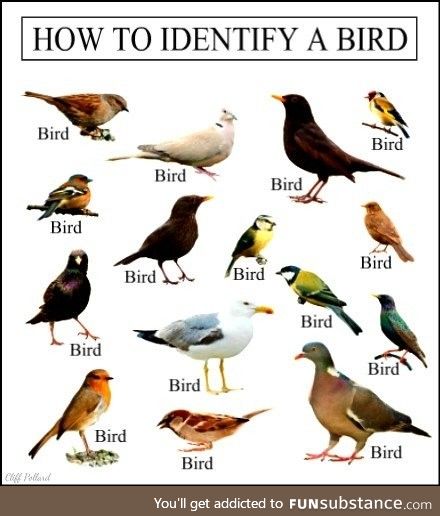 Learn some birb