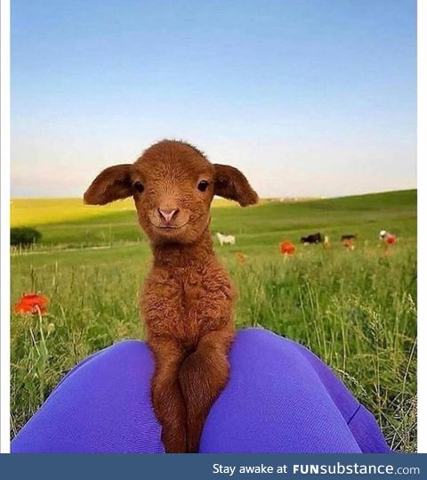 Sometimes you have to take a pause and enjoy a photogenic goat