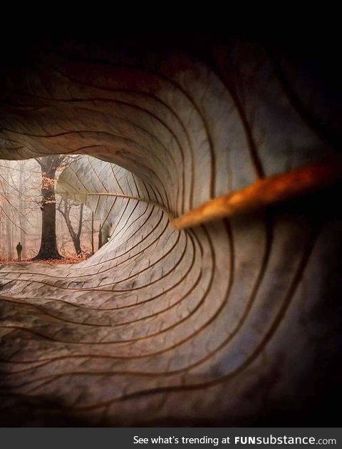 Through the lens of a fallen leaf! ???? Photo by William Smith