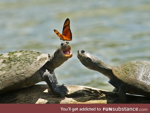 Butterfly On A Turtle's Head