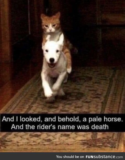 Dogvelations 6:8 kjv