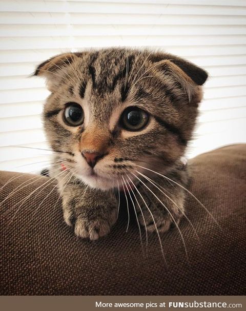 Watching mama eat. I used to be a real teeny weeny!