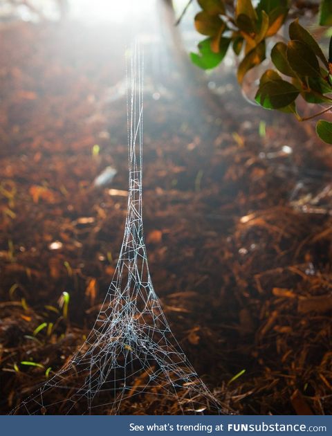 A spider web that looks like a tiny Eiffel tower