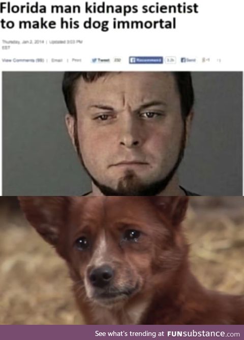 The hero dogs deserve