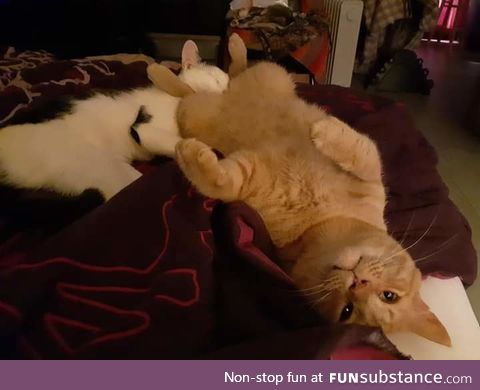 Pets Being Silly!