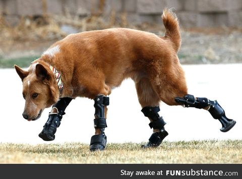 Dog found frozen to ground gets new legs