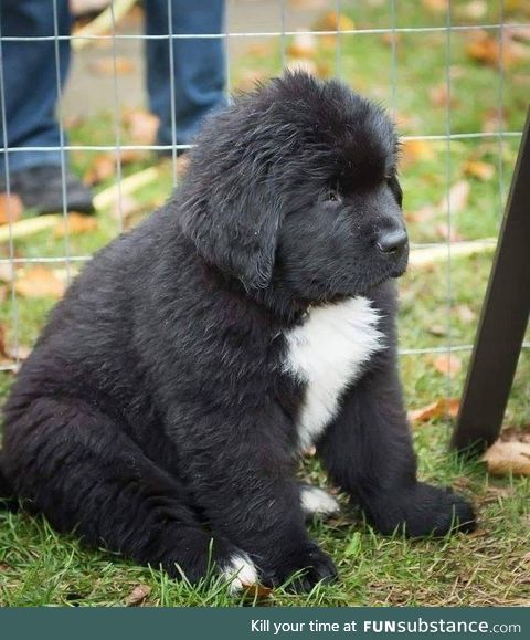 This absolute unit of a Newfoundland pup