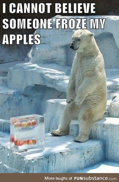 White bear is best